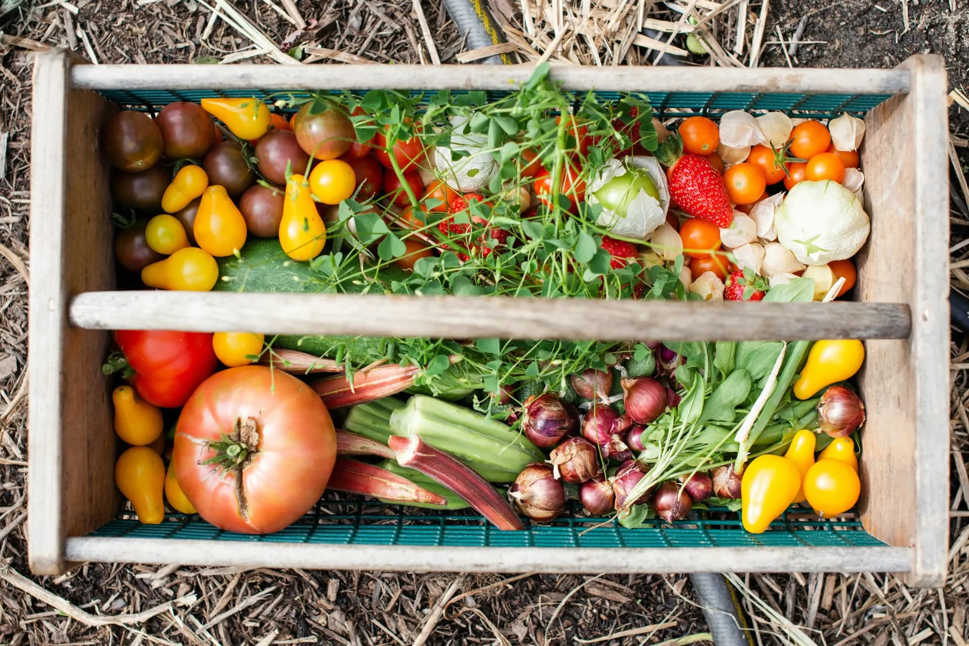 Small seasonal box with compact selection of vegetables