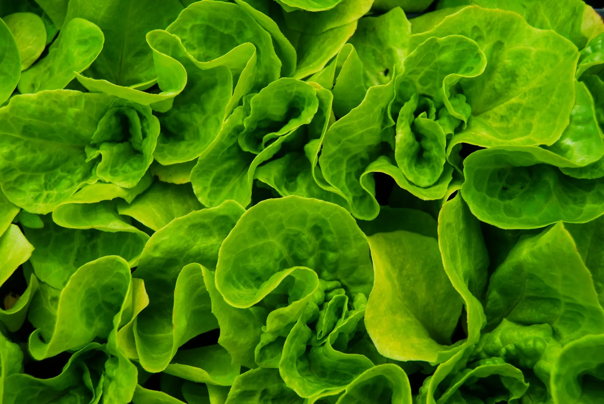 Leafy greens and herbs from a seasonal vegetable box