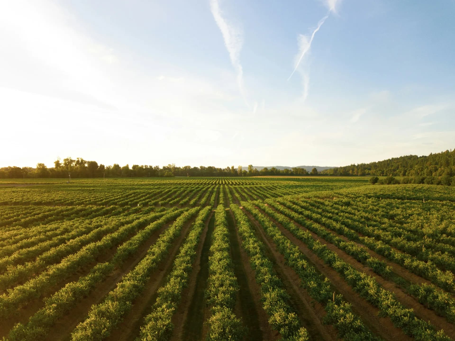 Rows of vegetables growing on a partner farm